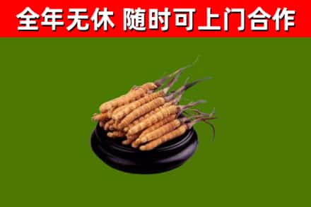 陵城烟酒回收冬虫夏草.jpg