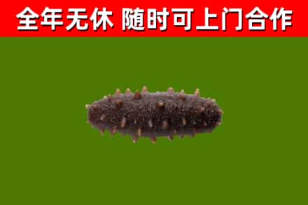 陵城烟酒回收干海参.jpg
